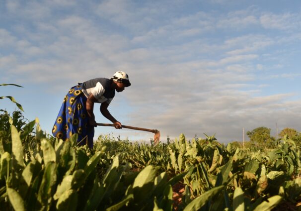 A woman tills the land under the agroecology programs being implemented in Masvingo by VSO Zimbabwe (Pic By Lovejoy Mutongwiza)