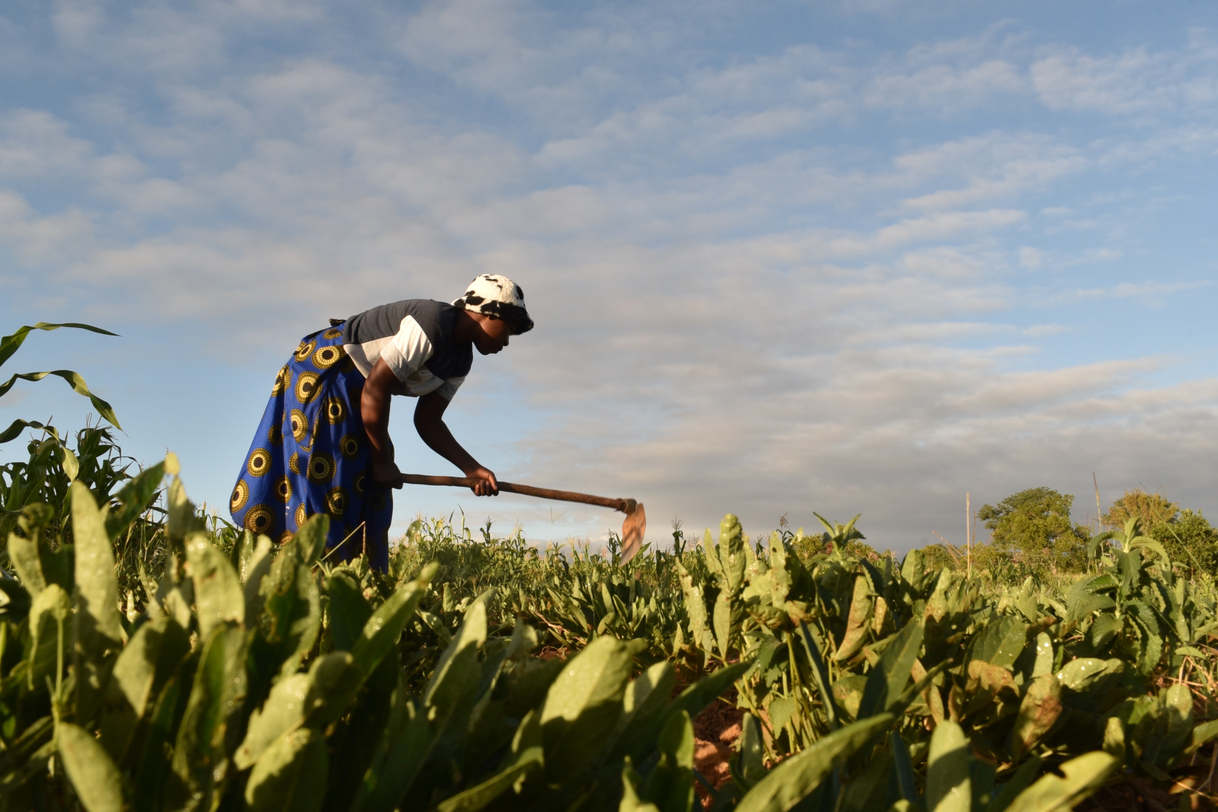 A woman tills the land under the agroecology programs being implemented in Masvingo by VSO Zimbabwe (Pic By Lovejoy Mutongwiza)